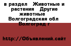  в раздел : Животные и растения » Другие животные . Волгоградская обл.,Волгоград г.